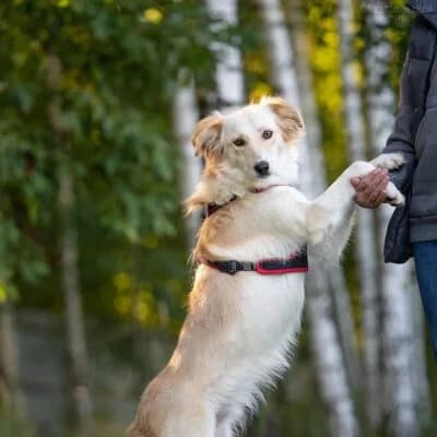 Martha, female Mixed Breed for adoption at Tierschutzverein Kesha e.V., Duisburg