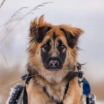 Enger, German Shepherd for adoption at Tierschutzverein Kesha e.V., Duisburg