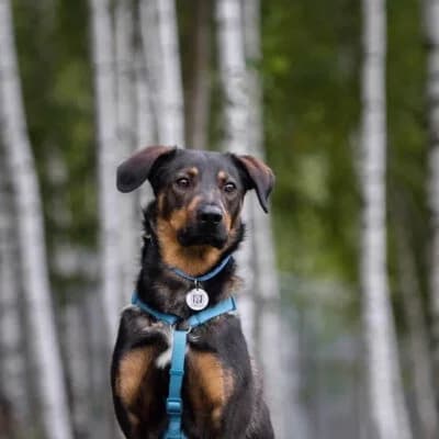 Miroscha, male Mixed Breed for adoption at Tierschutzverein Kesha e.V., Duisburg