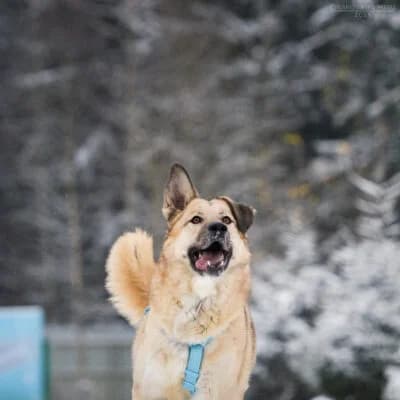 Anton, male puppy Mixed Breed for adoption at Tierschutzverein Kesha e.V., Duisburg