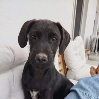 Bella, female puppy Mixed Breed for adoption at Tierschutzverein Kesha e.V., Duisburg
