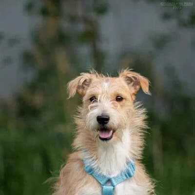 Garik, male Jack Russell Terrier for adoption at Tierschutzverein Kesha e.V., Duisburg