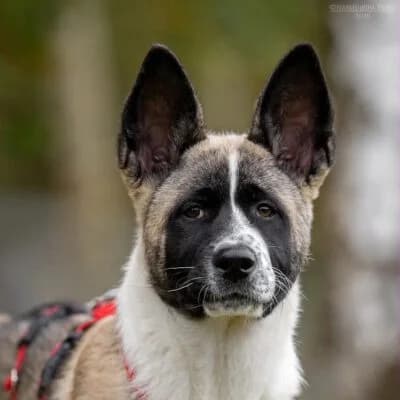 Happy, female puppy Akita for adoption at Tierschutzverein Kesha e.V., Duisburg