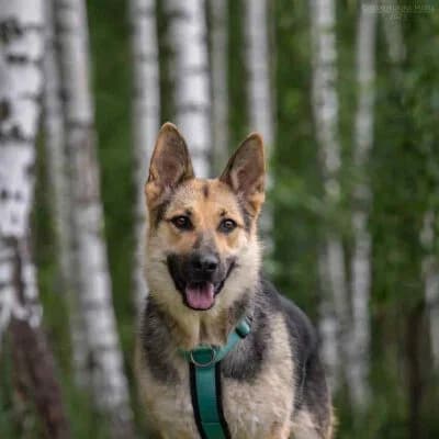 Mira, female German Shepherd for adoption at Tierschutzverein Kesha e.V., Duisburg