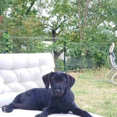 Nera, female puppy Mixed Breed for adoption at Tierschutzverein Kesha e.V., Duisburg