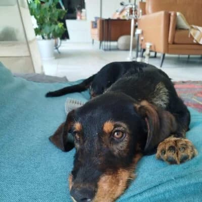 Sonja, female puppy Mixed Breed for adoption at Tierschutzverein Kesha e.V., Duisburg