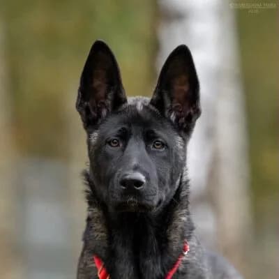 Suri, female puppy Akita for adoption at Tierschutzverein Kesha e.V., Duisburg