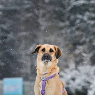 Lutik, male Mixed Breed for adoption at Tierschutzverein Kesha e.V., Duisburg