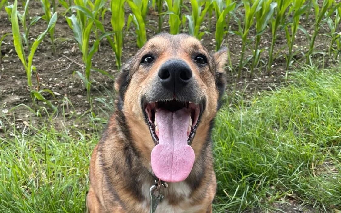 Vermittlungshilfe: Liebevolles Zuhause für Schäfermix-Rüden Milow gesucht, male Mixed Breed for adoption at Tierschutzverein Landkreis Erding e.V.