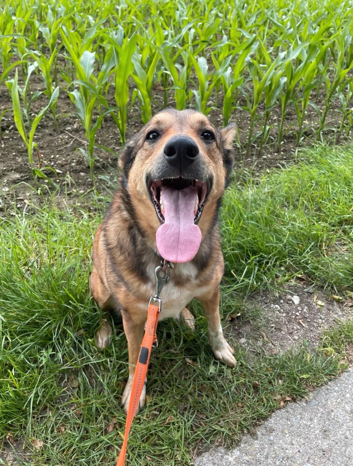 Vermittlungshilfe: Liebevolles Zuhause für Schäfermix-Rüden Milow gesucht, male 4yo Mixed Breed for adoption at Tierschutzverein Landkreis Erding e.V., Bockhorn