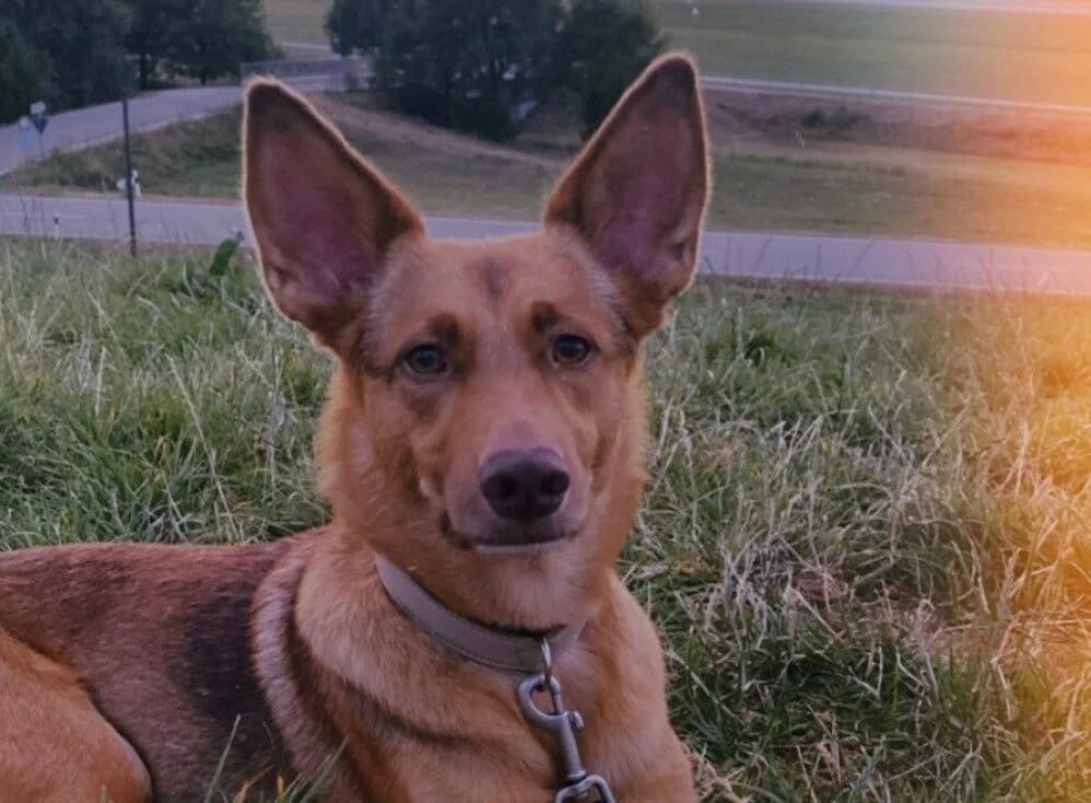 Vermittlungshilfe: Hazel, male Mixed Breed for adoption at Tierschutzverein Landkreis Erding e.V.