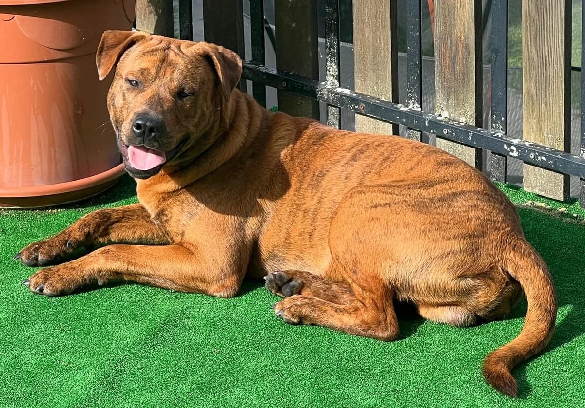 Sammy (ist NICHT im Tierheim), male Mixed Breed for adoption at Tierschutzverein Landkreis Erding e.V.