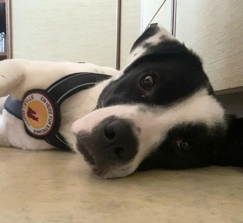 Vermittlungshilfe: Popeye, male Mixed Breed for adoption at Tierschutzverein Landkreis Erding e.V.