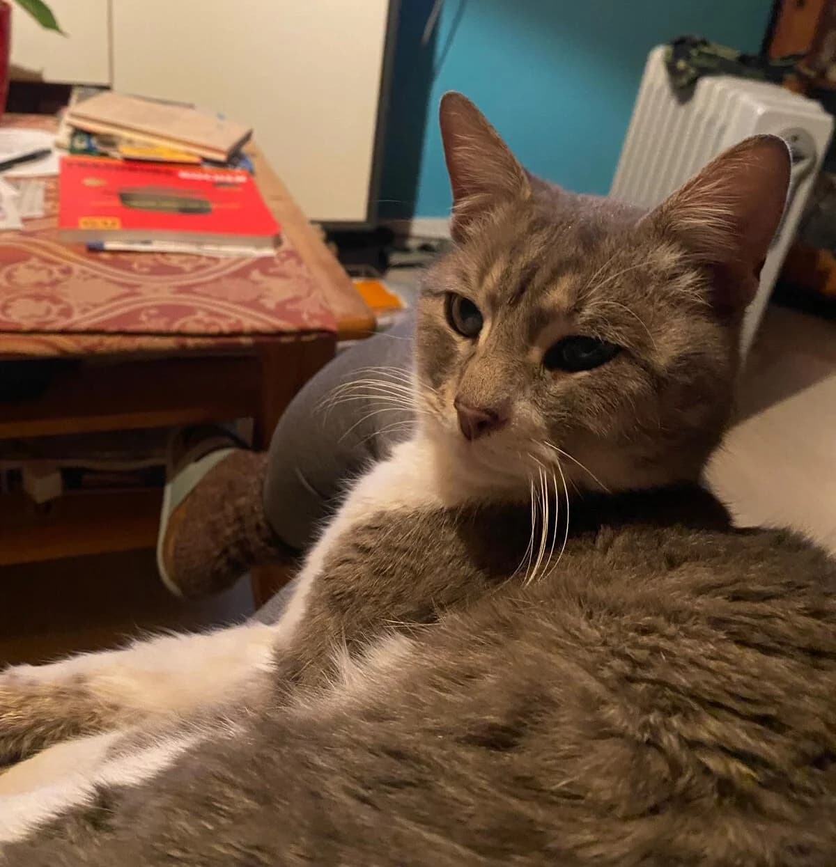 Vermittlungshilfe: Heinzi (Wohnung-Balkon) – Einzelprinz, male Mixed Breed for adoption at Tierschutzverein Landkreis Erding e.V.