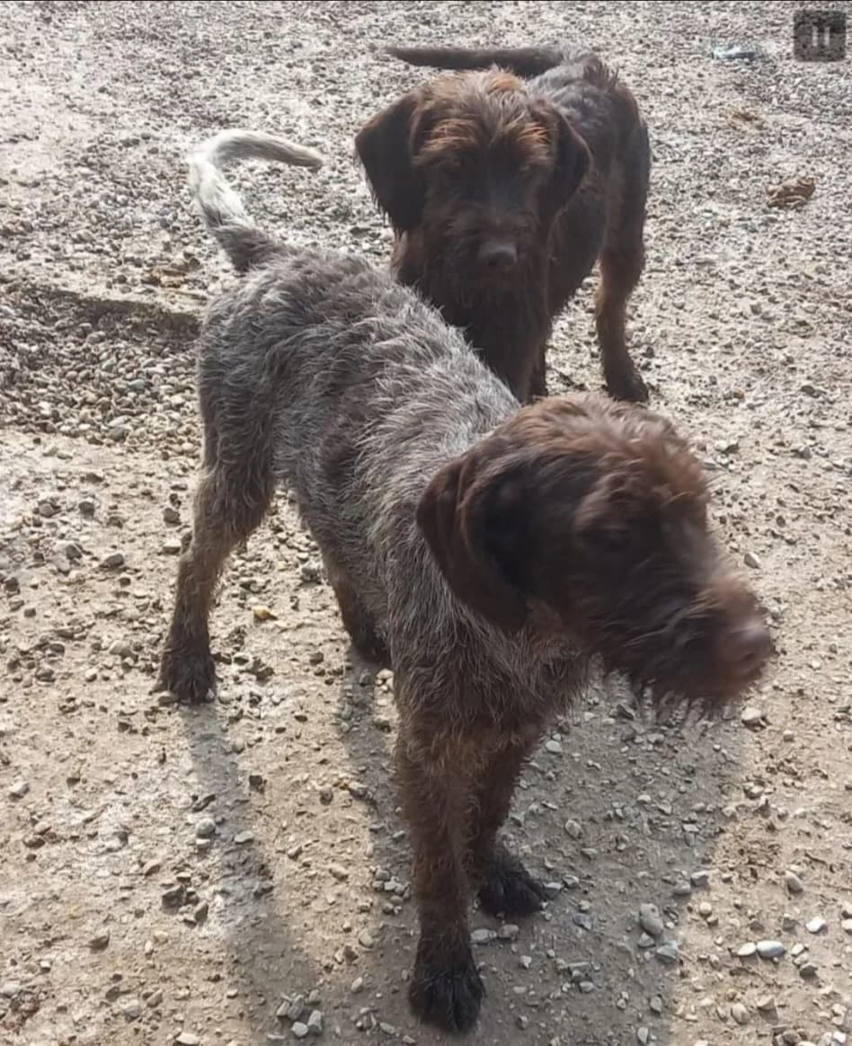 Vermittlungshilfe: 3 Mädels suchen dringend ein neues Zuhause, Mixed Breed for adoption at Tierschutzverein Landkreis Erding e.V.