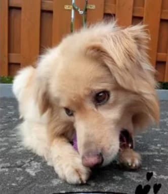 Lucky, Mixed Breed for adoption at Tierschutzverein Landkreis Erding e.V.