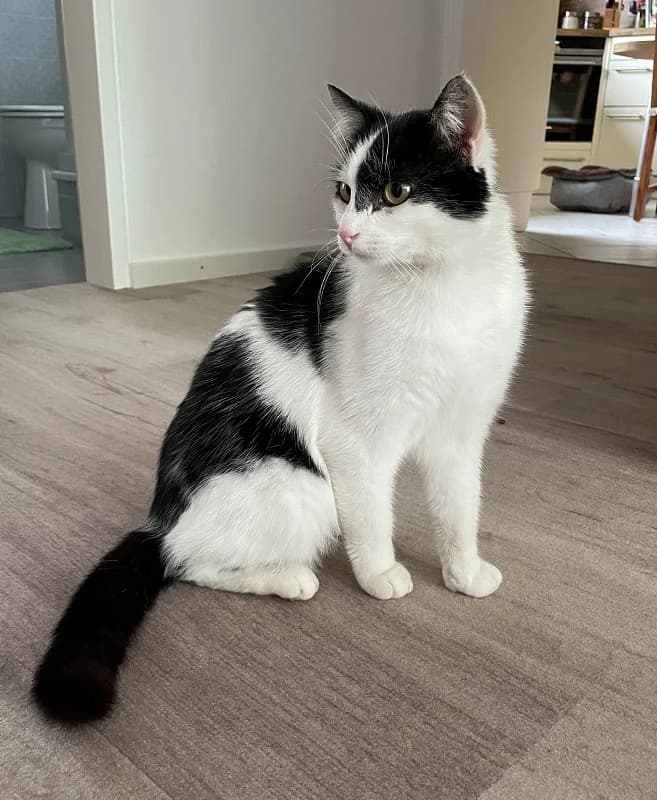 Vermittlungshilfe – Waldi (ist NICHT im Tierheim), Mixed Breed for adoption at Tierschutzverein Landkreis Erding e.V.