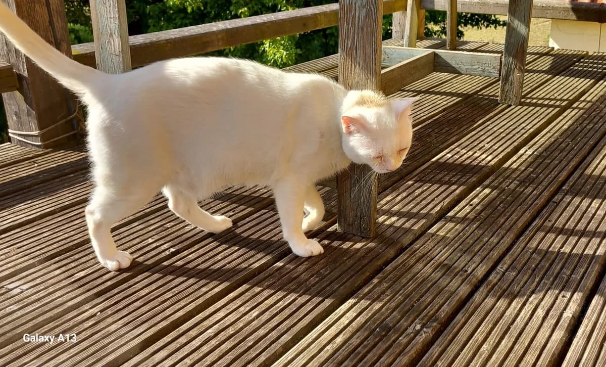 Vermittlungshilfe – Mari, male Mixed Breed for adoption at Tierschutzverein Landkreis Erding e.V.