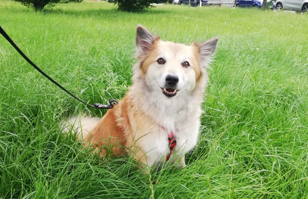 Vermittlungshilfe – Lamda, senior Mixed Breed for adoption at Tierschutzverein Landkreis Erding e.V., Bockhorn