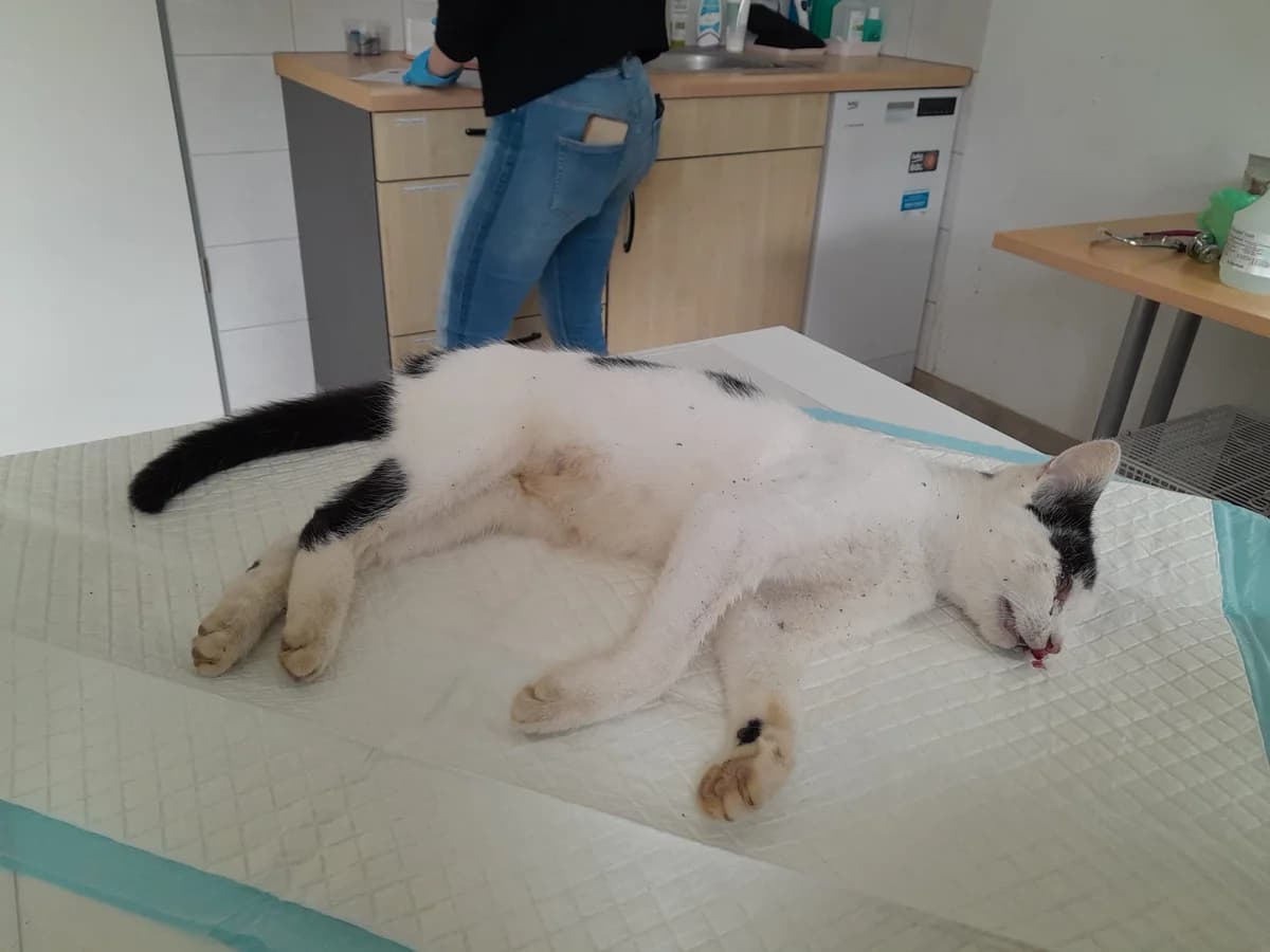 Todfund – bei Eschlbach (Foto im Beitrag), Mixed Breed for adoption at Tierschutzverein Landkreis Erding e.V.