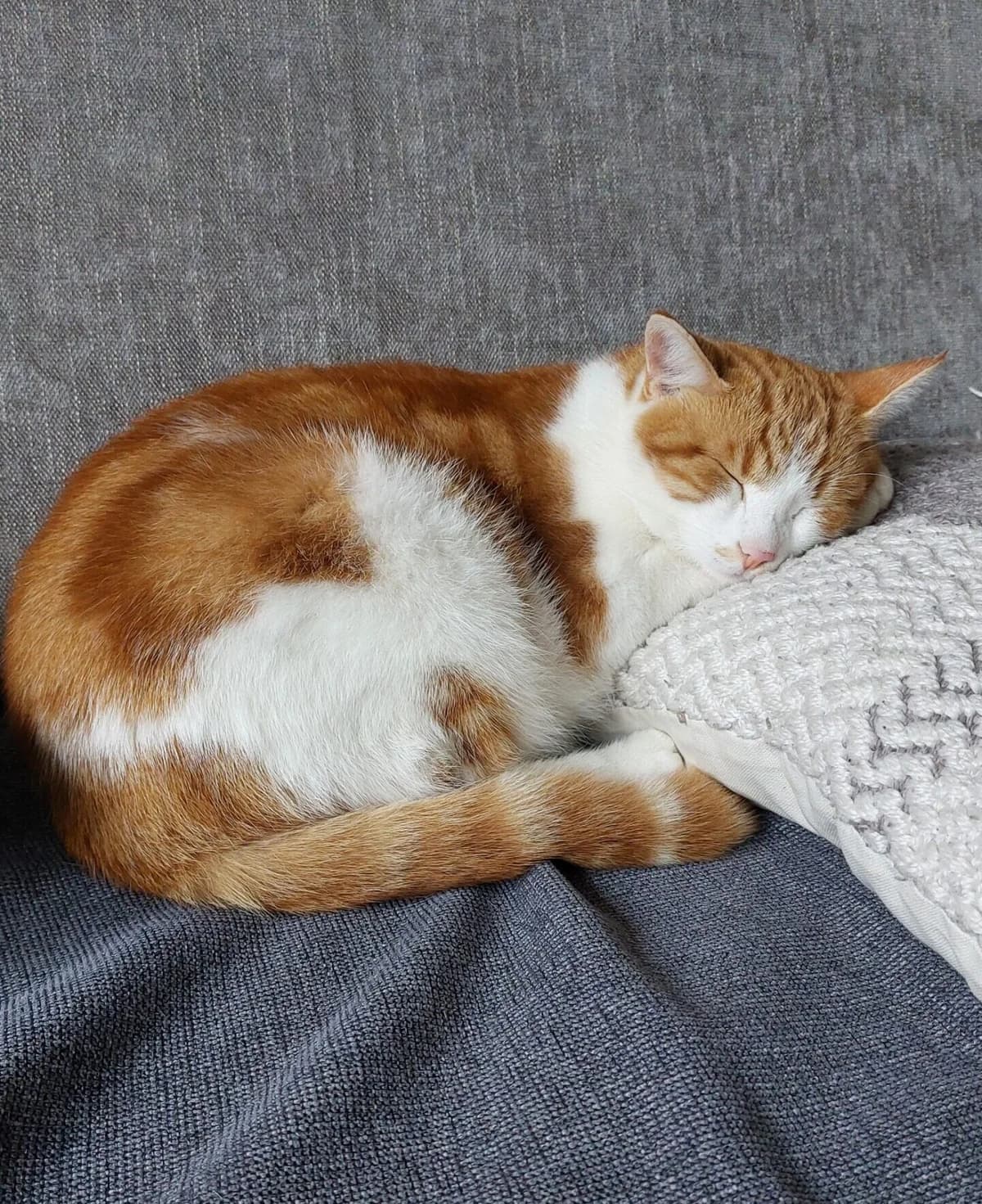 Sammy aus Sollach-Lengdorf vermisst, male mixed breed for adoption at Tierschutzverein Landkreis Erding e.V.