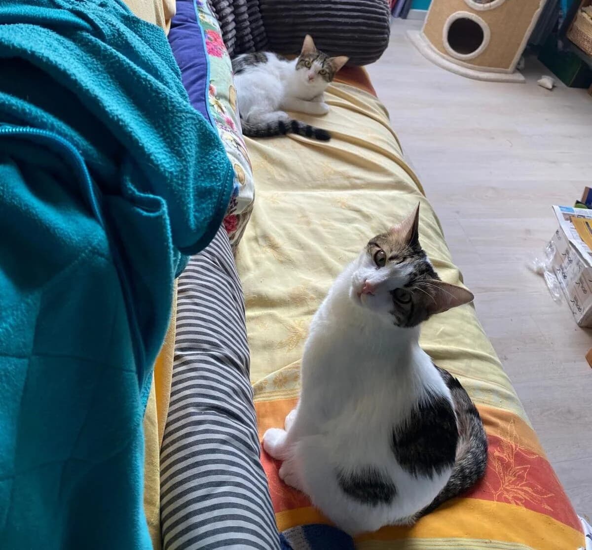 Vermittlungshilfe – Dicky & Kenny (sind NICHT im Tierheim), male Mixed Breed for adoption at Tierschutzverein Landkreis Erding e.V.