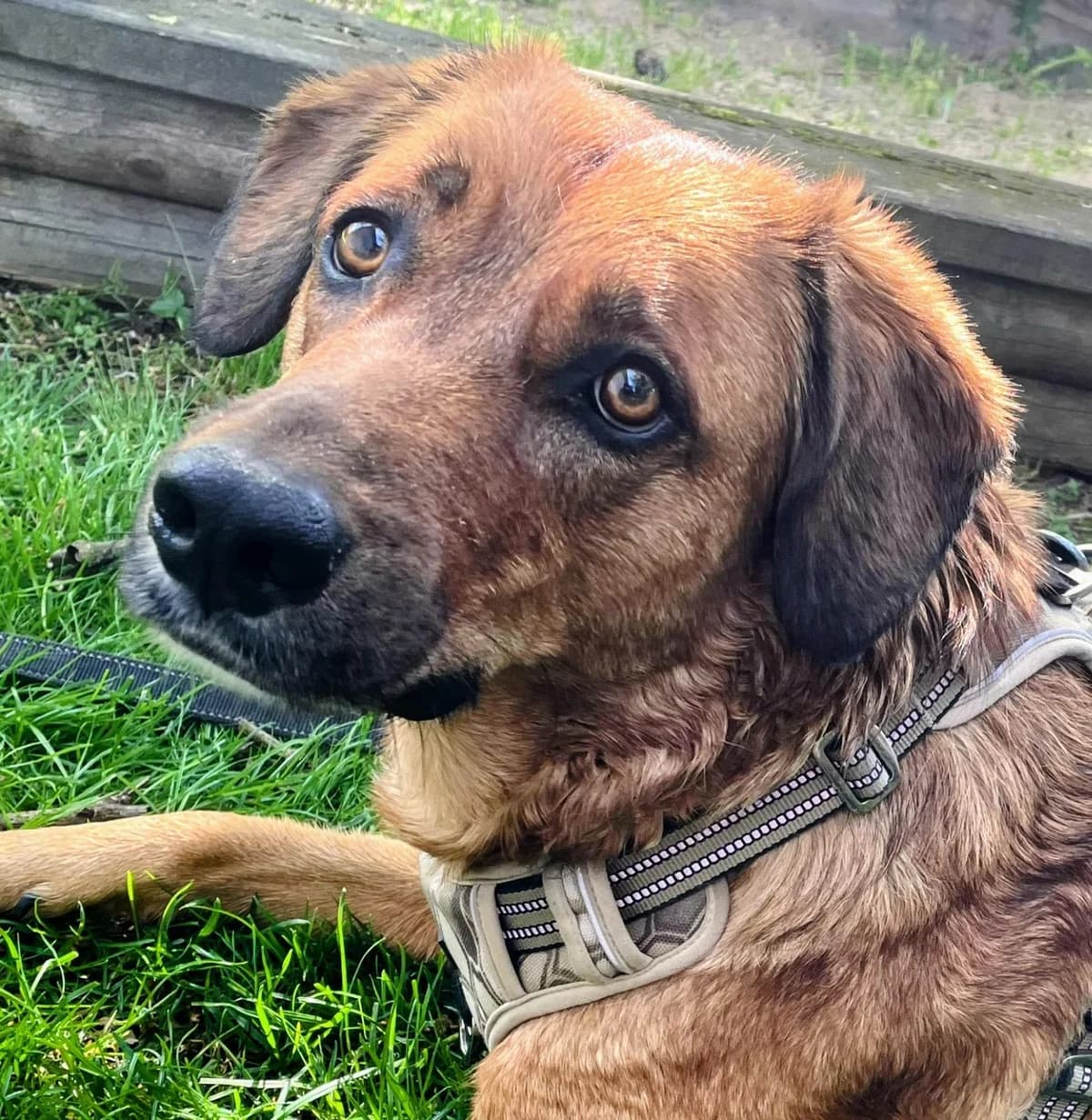 Lola, female Mixed Breed for adoption at Tierschutzverein Landkreis Erding e.V.