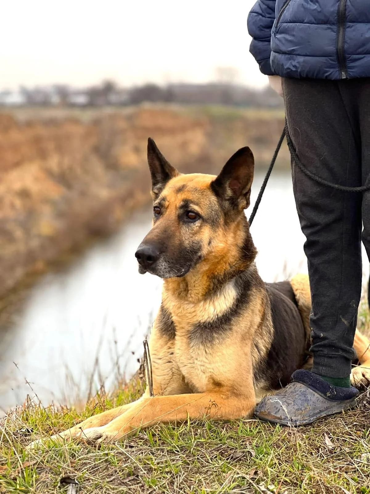 Dexter, male Mixed Breed for adoption at Tierschutzverein Landkreis Erding e.V.
