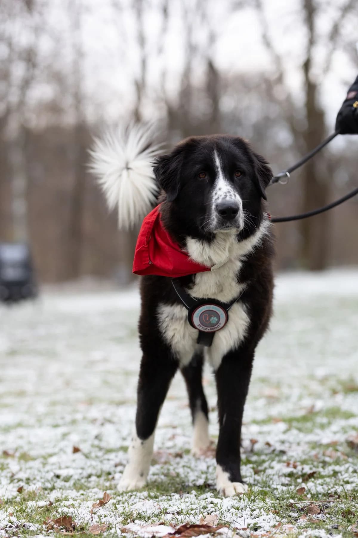 Shadow, male Mixed Breed for adoption at Tierschutzverein Landkreis Erding e.V.