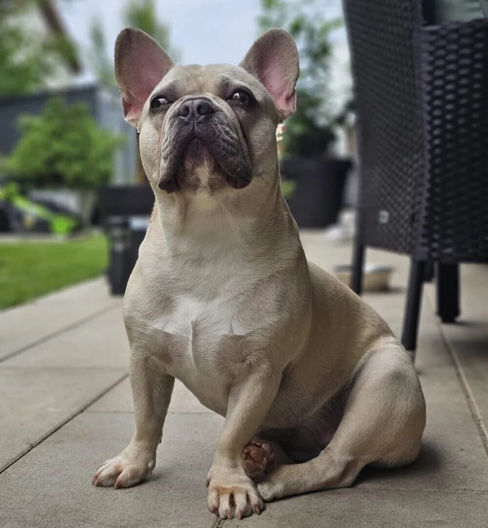 Vermittlungshilfe – Paula (ist NICHT im Tierheim), female Mixed Breed for adoption at Tierschutzverein Landkreis Erding e.V.