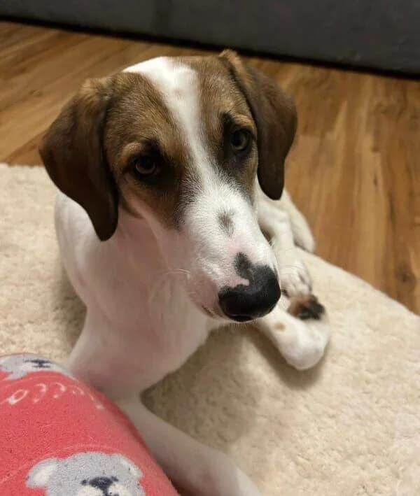 Ida (ist NICHT im Tierheim), female Mixed Breed for adoption at Tierschutzverein Landkreis Erding e.V.