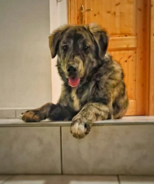 Sunny (ist NICHT im Tierheim), female Mixed Breed for adoption at Tierschutzverein Landkreis Erding e.V.