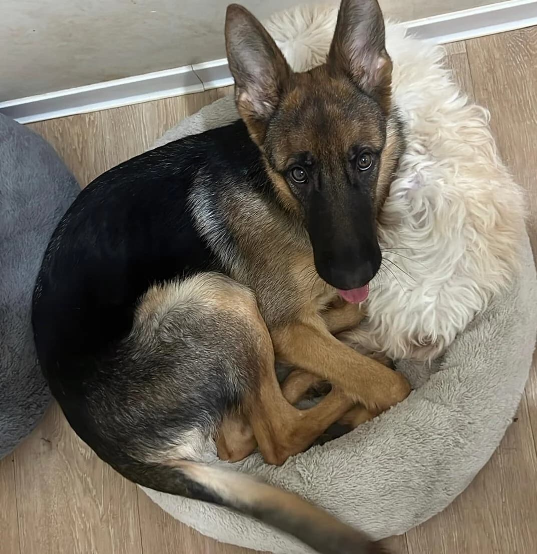 Lucy (ist NICHT im Tierheim), female German Shepherd for adoption at Tierschutzverein Landkreis Erding e.V.