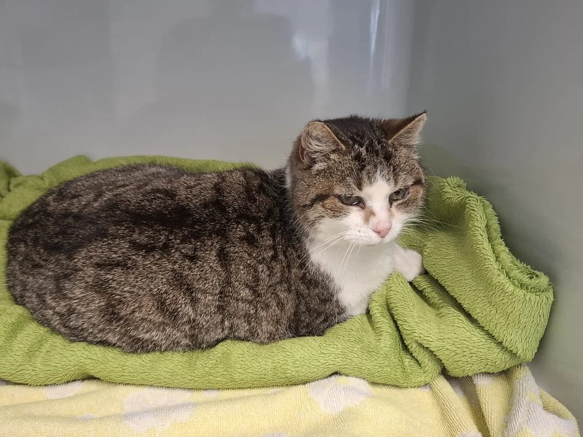 Fundkatze – Englpolding/ Breitasch, Mixed Breed for adoption at Tierschutzverein Landkreis Erding e.V.