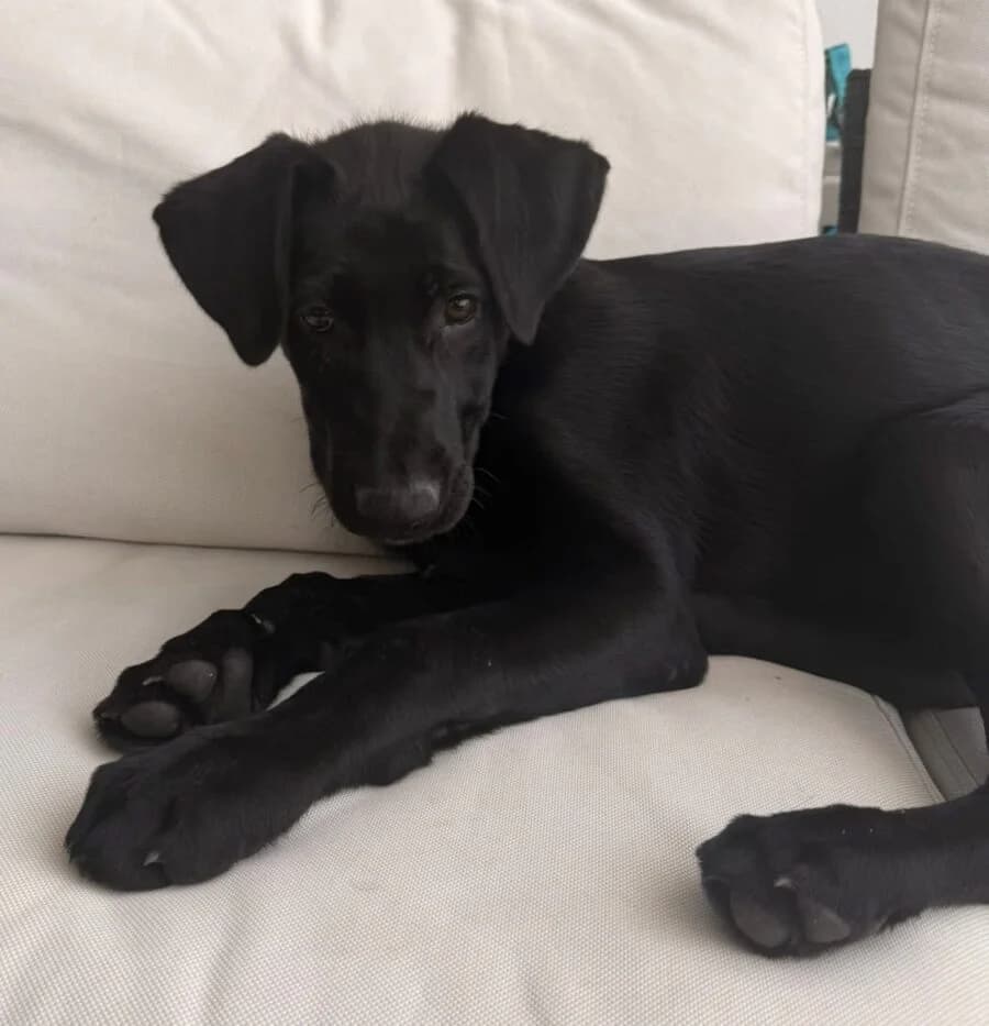 Rocky (ist NICHT im Tierheim), puppy Mixed Breed for adoption at Tierschutzverein Landkreis Erding e.V., Bockhorn
