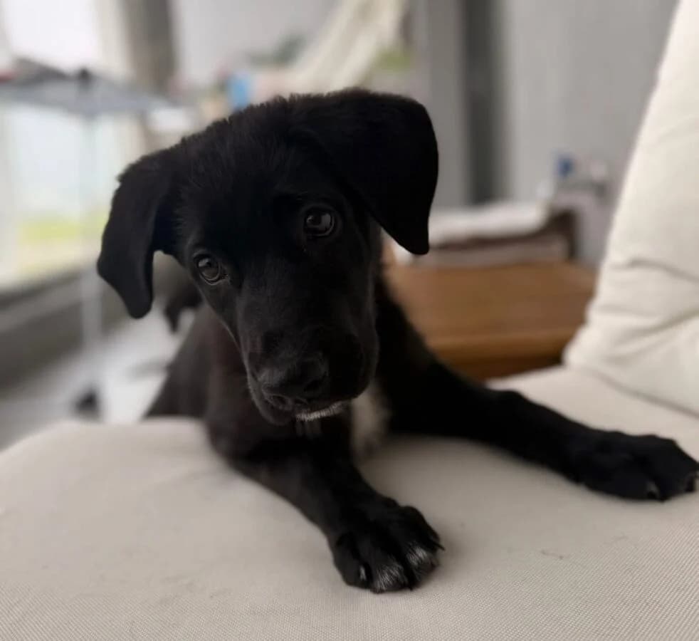 Milo (ist NICHT im Tierheim), puppy Mixed Breed for adoption at Tierschutzverein Landkreis Erding e.V., Bockhorn