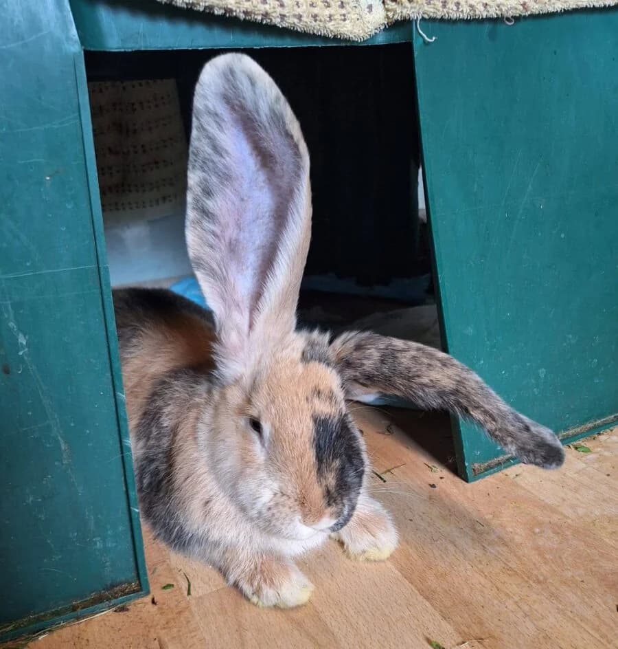9x Kuschelalarm –, Mixed Breed for adoption at Tierschutzverein Landkreis Erding e.V., Bockhorn