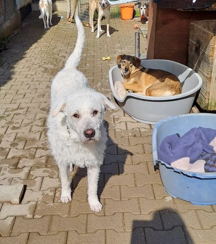Gerhard (ist NICHT im Tierheim), young Mixed Breed for adoption at Tierschutzverein Landkreis Erding e.V., Bockhorn