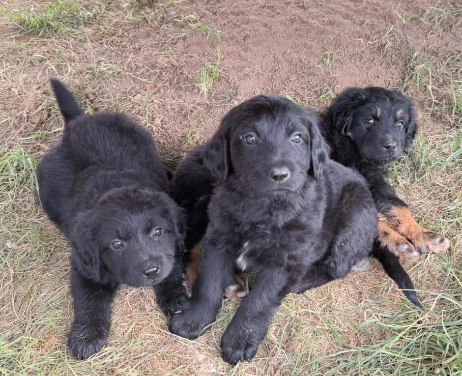 Hovawart Welpen (sind NICHT im Tierheim), schwarz male puppy Mixed Breed for adoption at Tierschutzverein Landkreis Erding e.V., Bockhorn