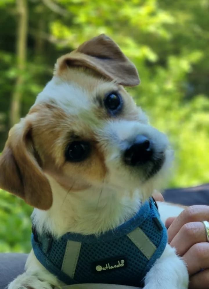 Oria (ist NICHT im Tierheim), female senior Mixed Breed for adoption at Tierschutzverein Landkreis Erding e.V., Bockhorn