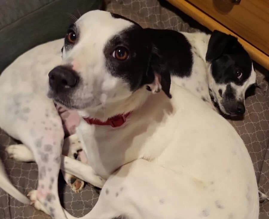 Daisy &, 3yo Mixed Breed for adoption at Tierschutzverein Landkreis Erding e.V., Bockhorn