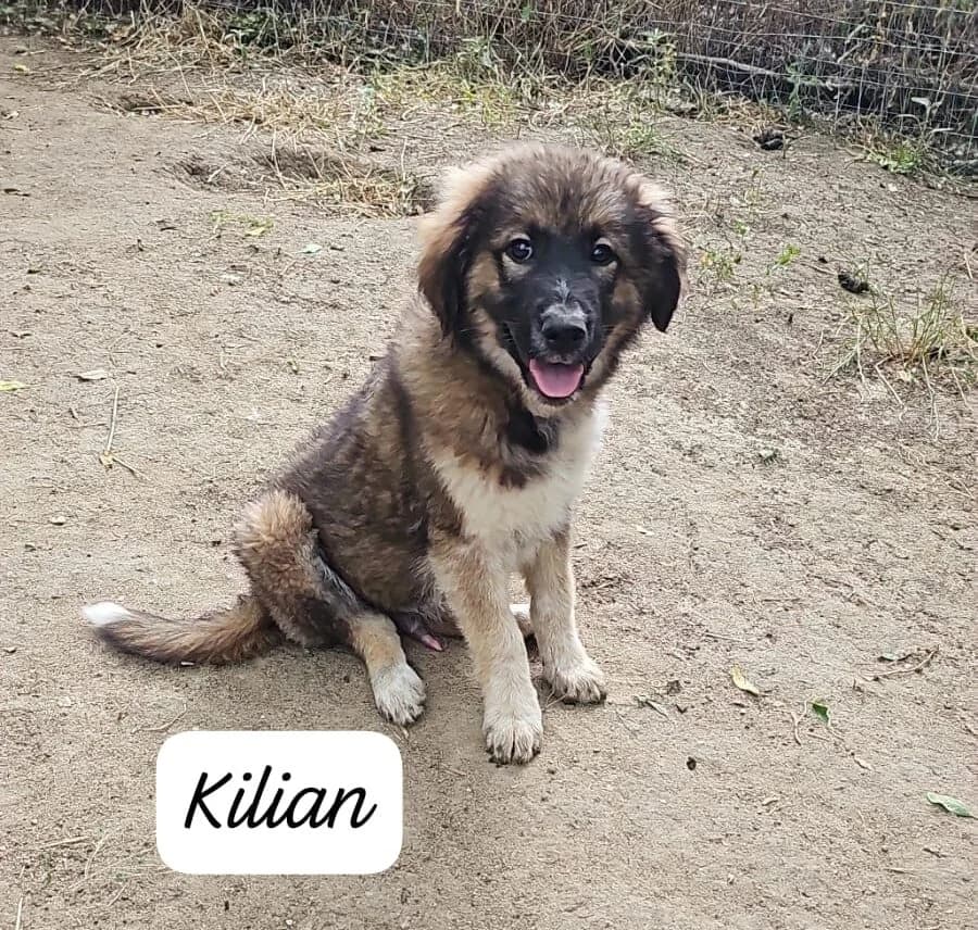 Kilian (ist NICHT im Tierheim), male puppy Mixed Breed for adoption at Tierschutzverein Landkreis Erding e.V., Bockhorn