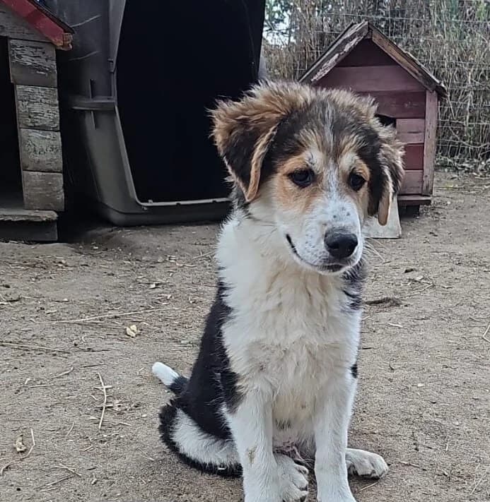 Kurt (ist NICHT im Tierheim), male puppy Mixed Breed for adoption at Tierschutzverein Landkreis Erding e.V., Bockhorn