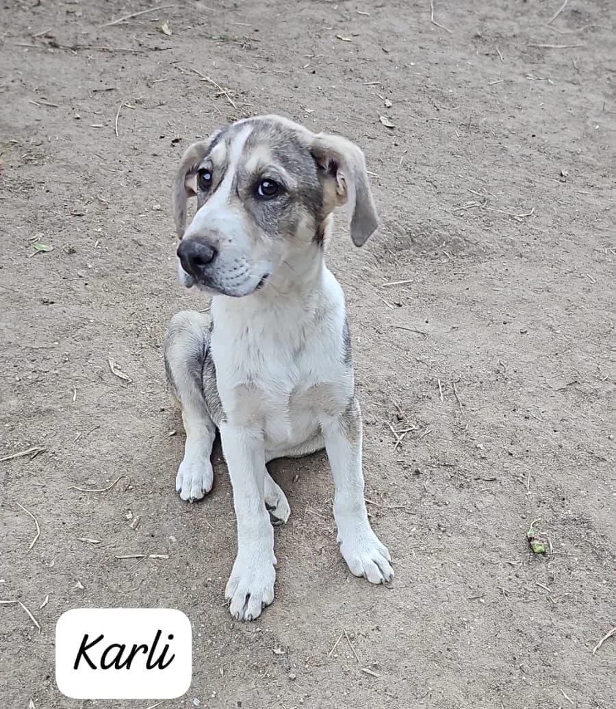 Karli (ist NICHT im Tierheim), male puppy Mixed Breed for adoption at Tierschutzverein Landkreis Erding e.V., Bockhorn