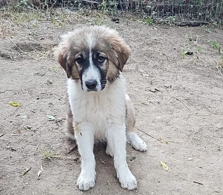 Kunz (ist NICHT im Tierheim), male puppy Mixed Breed for adoption at Tierschutzverein Landkreis Erding e.V., Bockhorn