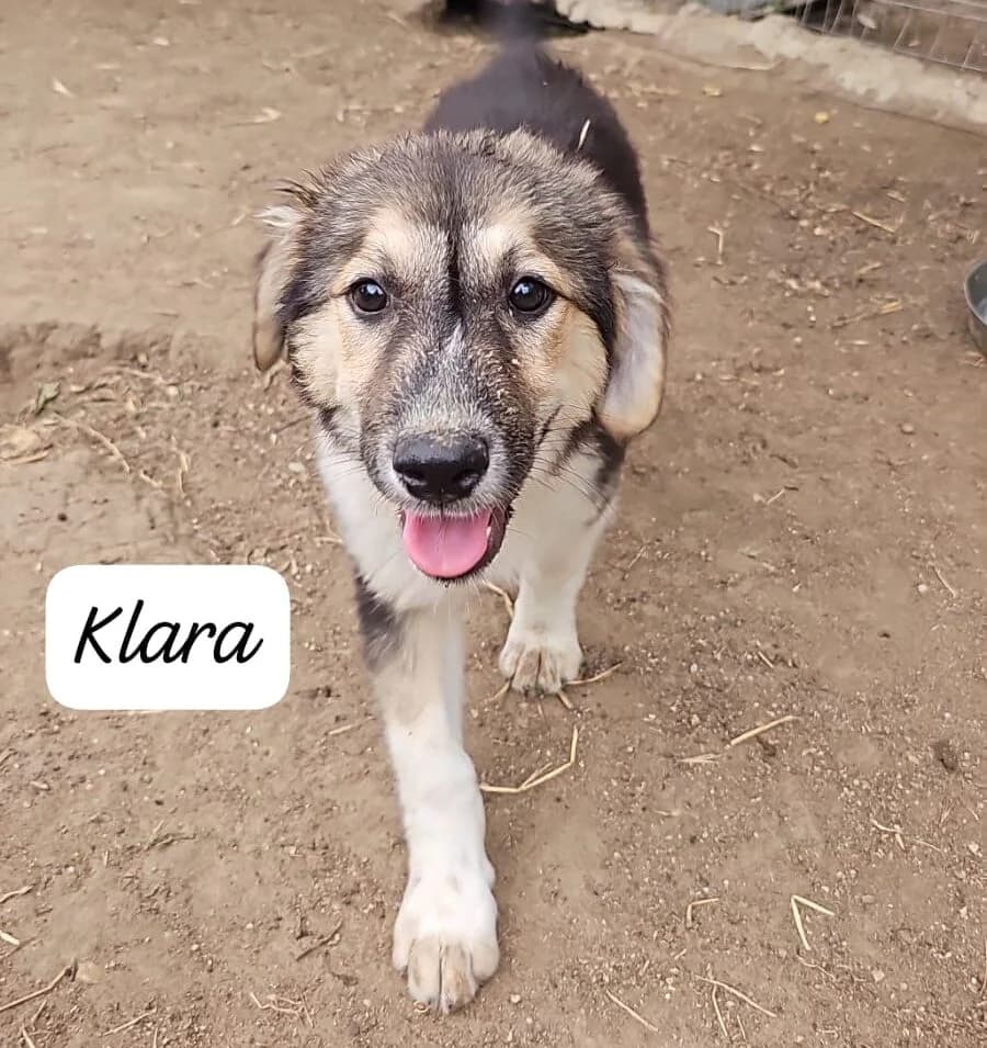 Klara (ist NICHT im Tierheim), male puppy Mixed Breed for adoption at Tierschutzverein Landkreis Erding e.V., Bockhorn