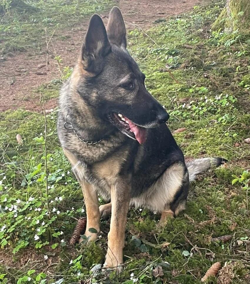 Naya (ist NICHT im Tierheim), 6yo Mixed Breed for adoption at Tierschutzverein Landkreis Erding e.V., Bockhorn