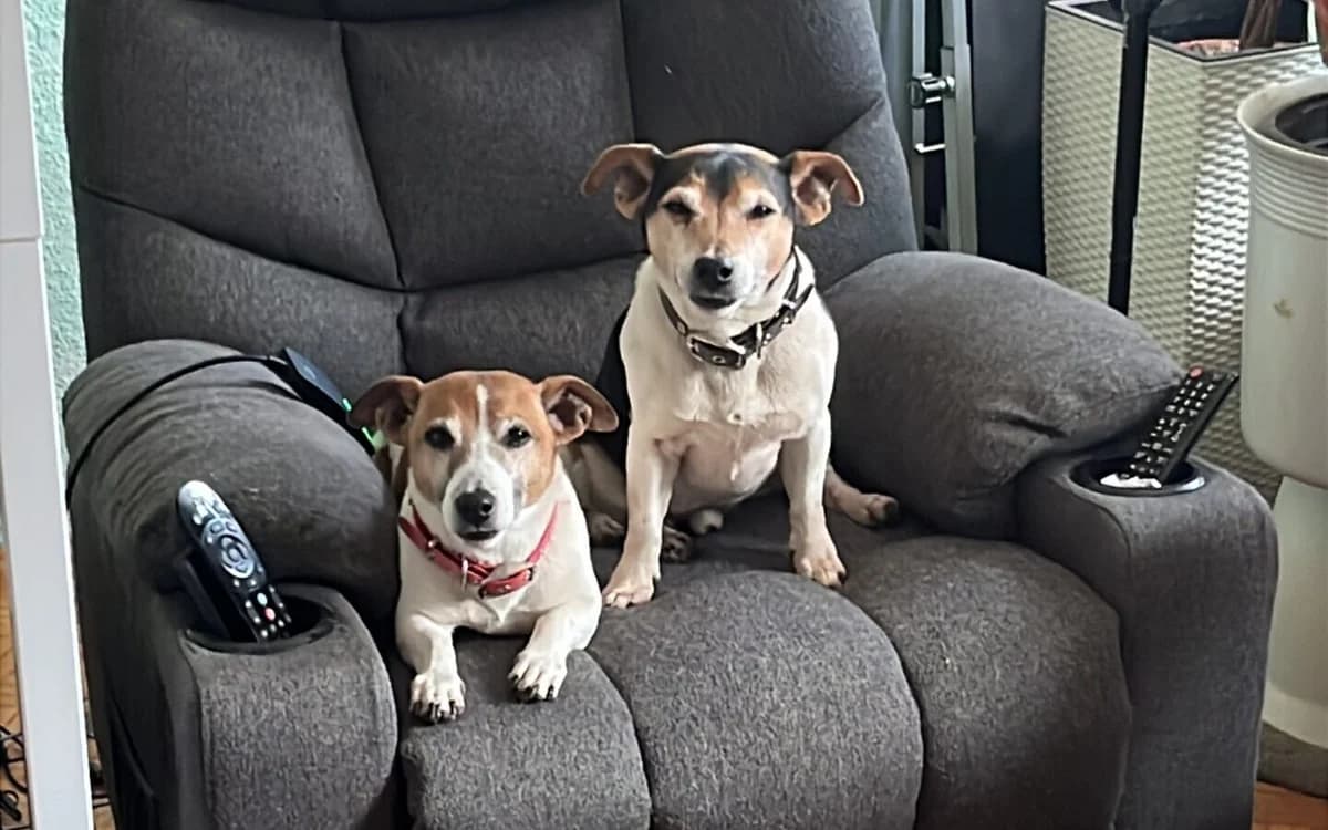 Linus und Leo (sind NICHT im Tierheim), senior Mixed Breed for adoption at Tierschutzverein Landkreis Erding e.V., Bockhorn