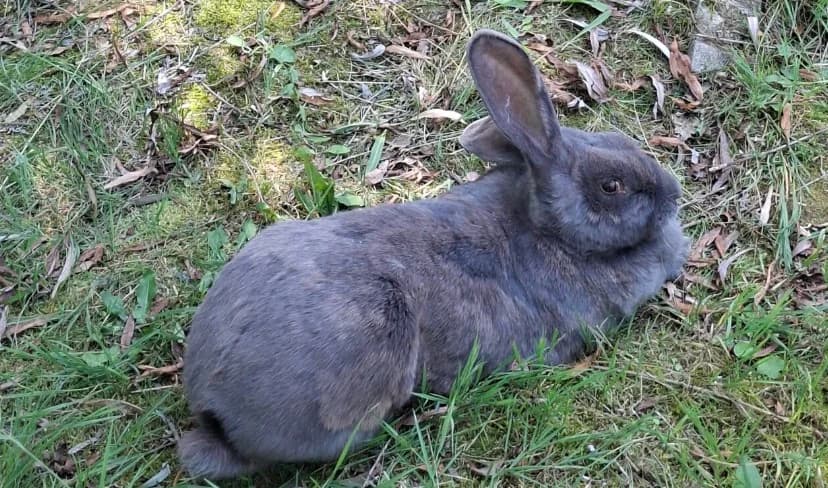 Wer möchte Rocky ein neues Zuhause geben, 3yo Mixed Breed for adoption at Tierschutzverein Landkreis Erding e.V., Bockhorn