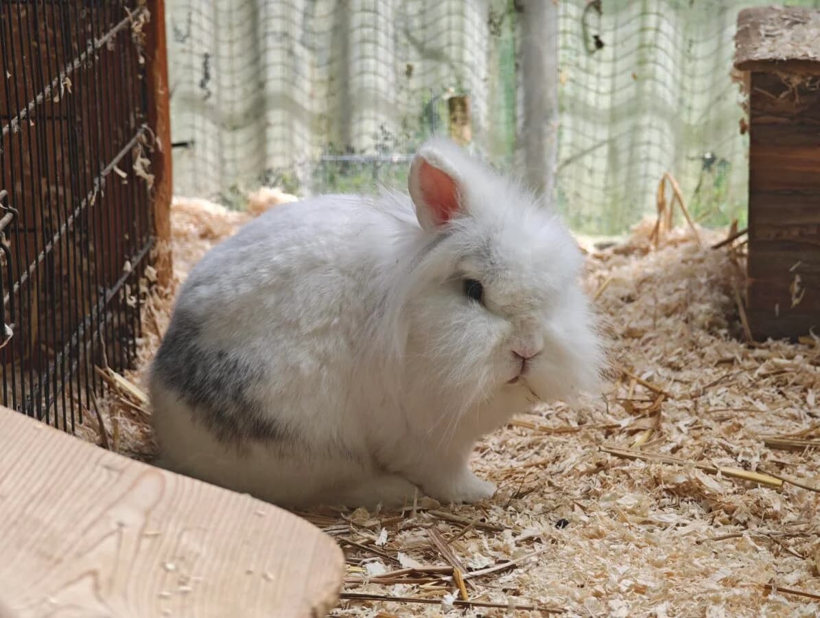 Klopfer möchte endlich ankommen, 5yo Mixed Breed for adoption at Tierschutzverein Landkreis Erding e.V., Bockhorn